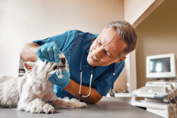 Best Same-Day Emergency Dental Services in Miles, TX